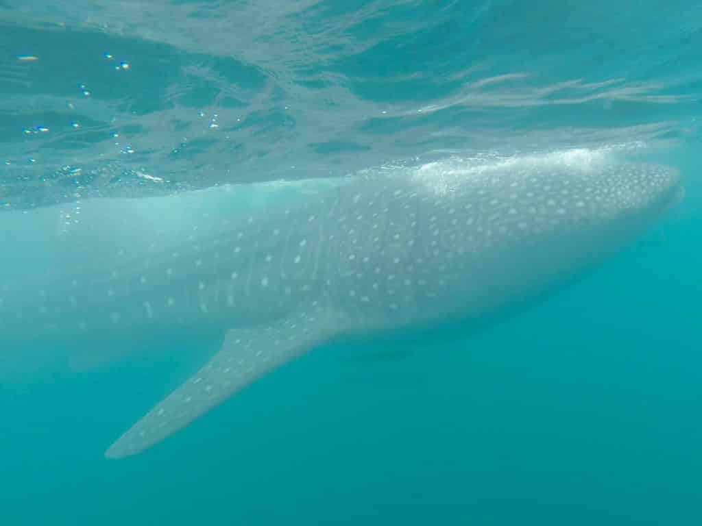 Swimming With Whale Sharks From Tulum And Cancun Mexico