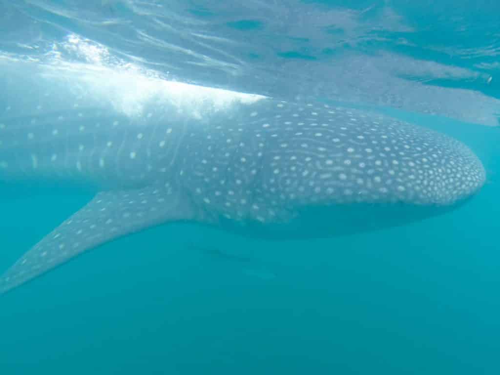 swim with whale sharks | tulum whale shark diving | whale shark snorkeling tulum