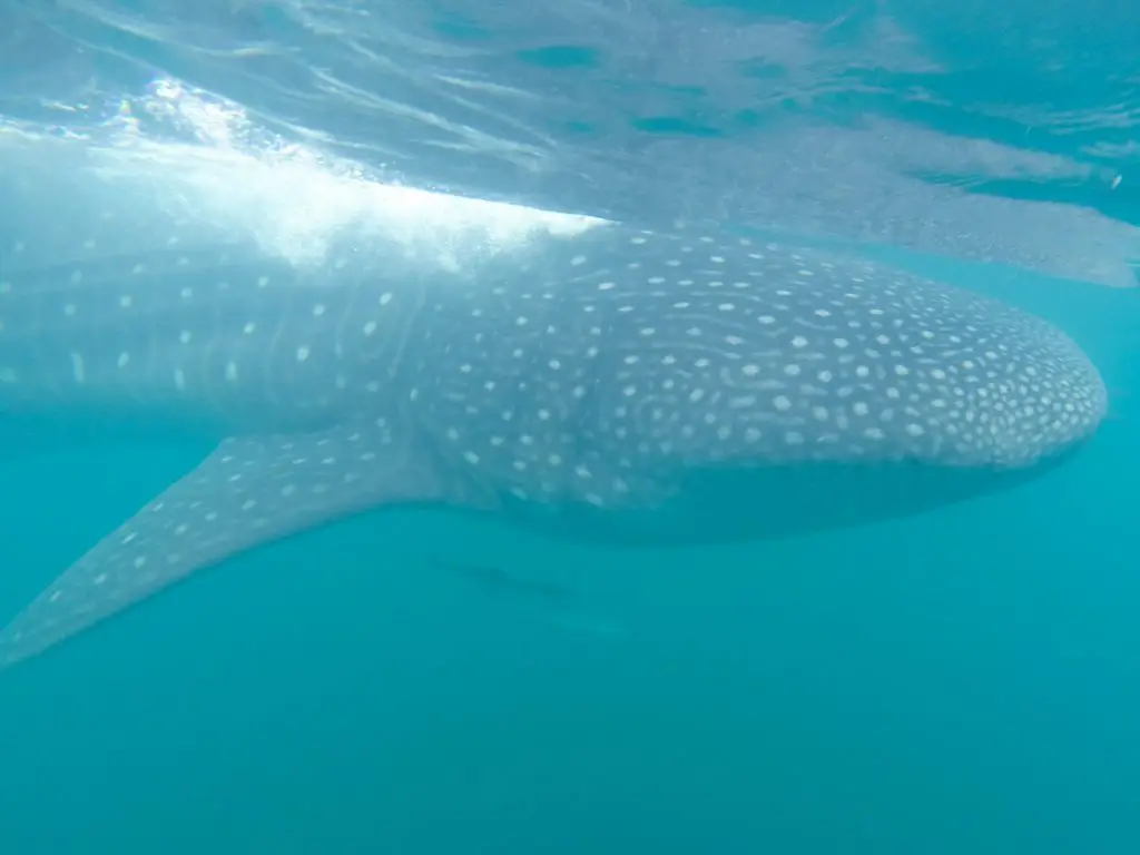 swim with whale sharks | tulum whale shark diving | whale shark snorkeling tulum