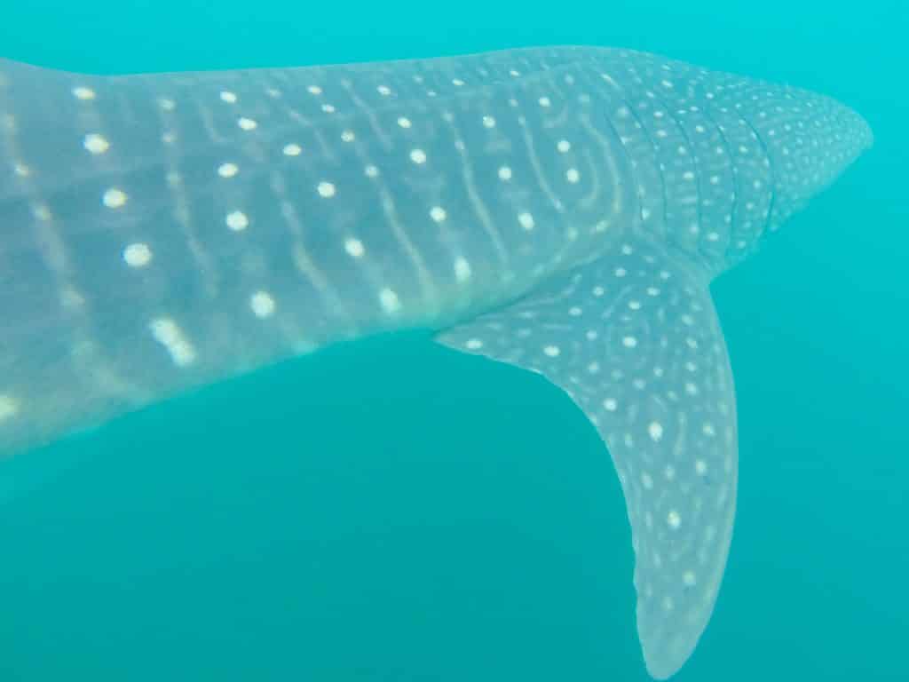 tulum whale shark| tulum whale shark tours
