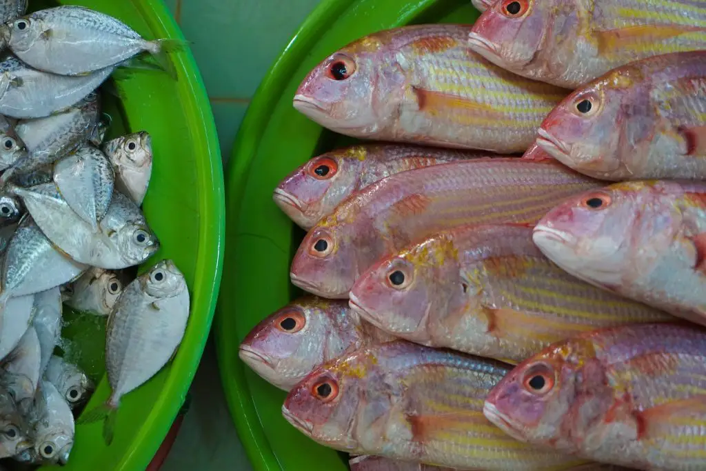 Taste of Hoi An Food Tour