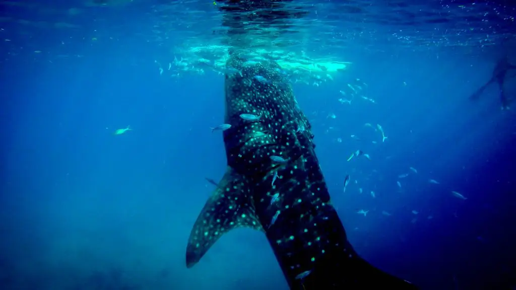 whale shark snorkeling mexico