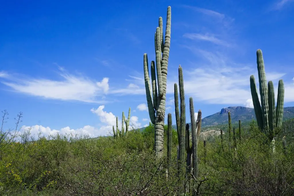 Tehuacán-Cuicatlán Valley: originary habitat of Mesoamerica UNESCO World Heritage Site