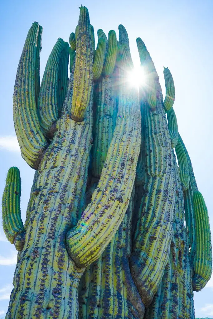 tehuacán-cuicatlán biosphere reserve | cactus in mexico