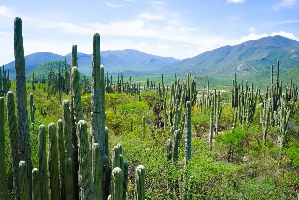 Tehuacán-Cuicatlán Biosphere Reserve Cactus Forest