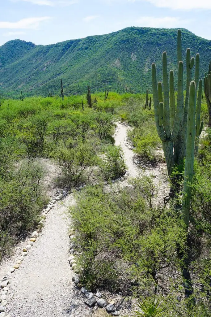 tehuacán-cuicatlán biosphere reserve | cactus in mexico