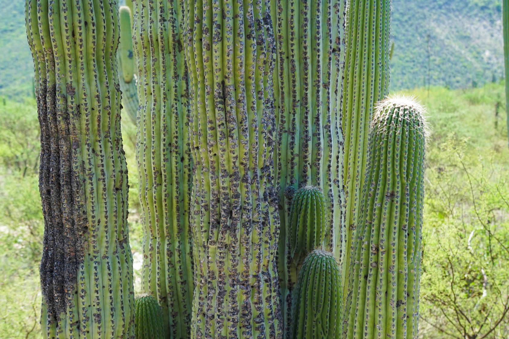 Tehuacán-Cuicatlán Biosphere Reserve: Exploring Mexico Off The Beaten Track