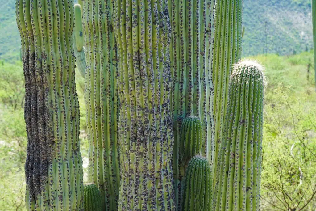 Tehuacán-Cuicatlán Biosphere Reserve