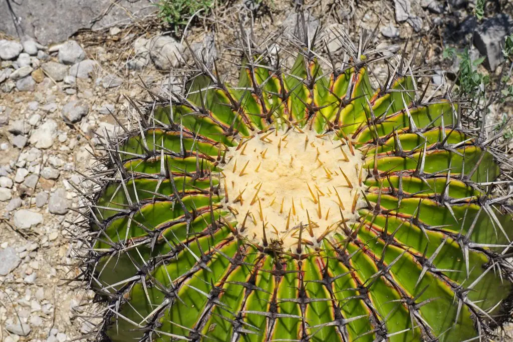 Cactus Mexico