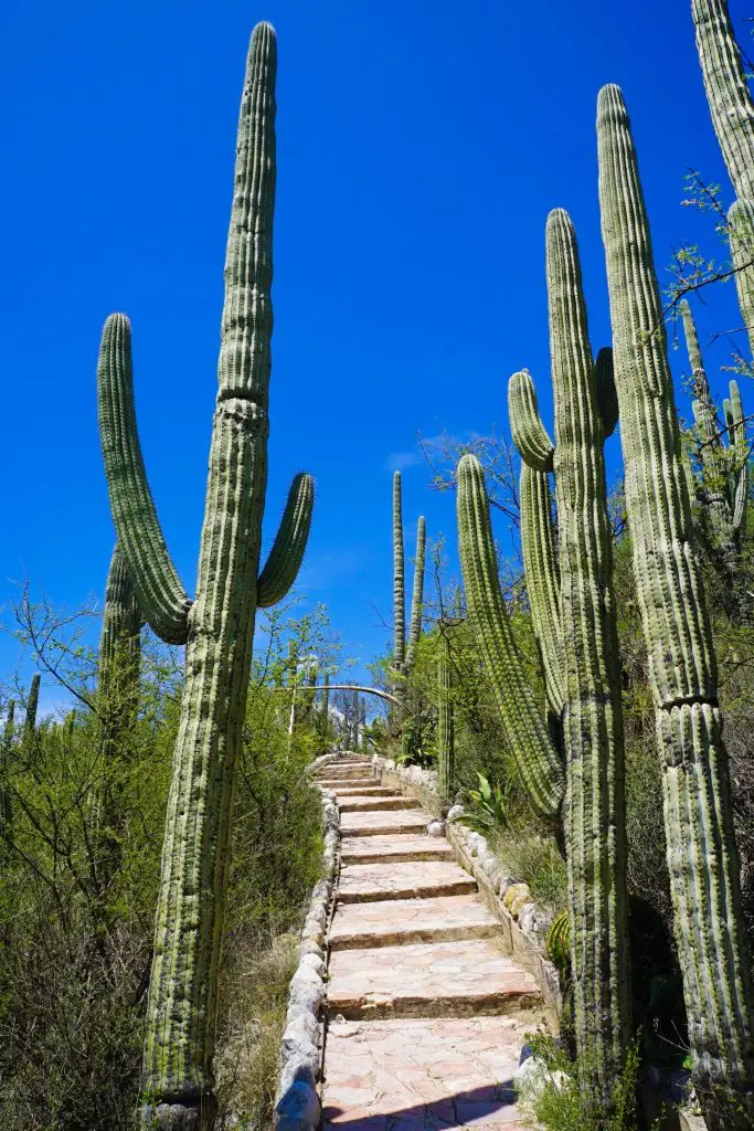 tehuacán-cuicatlán biosphere reserve | cactus in mexico