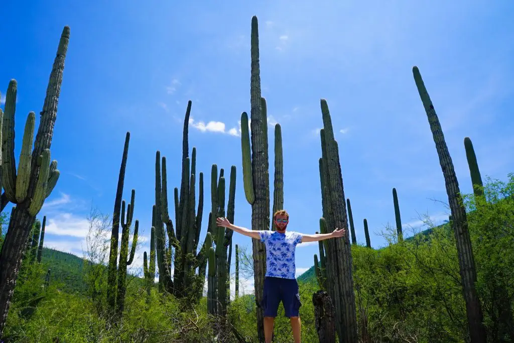 tehuacán-cuicatlán biosphere reserve | cactus in mexico