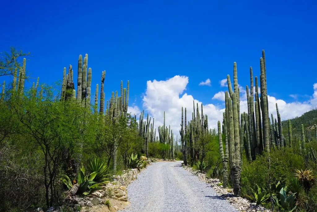 tehuacán-cuicatlán biosphere reserve | cactus in mexico