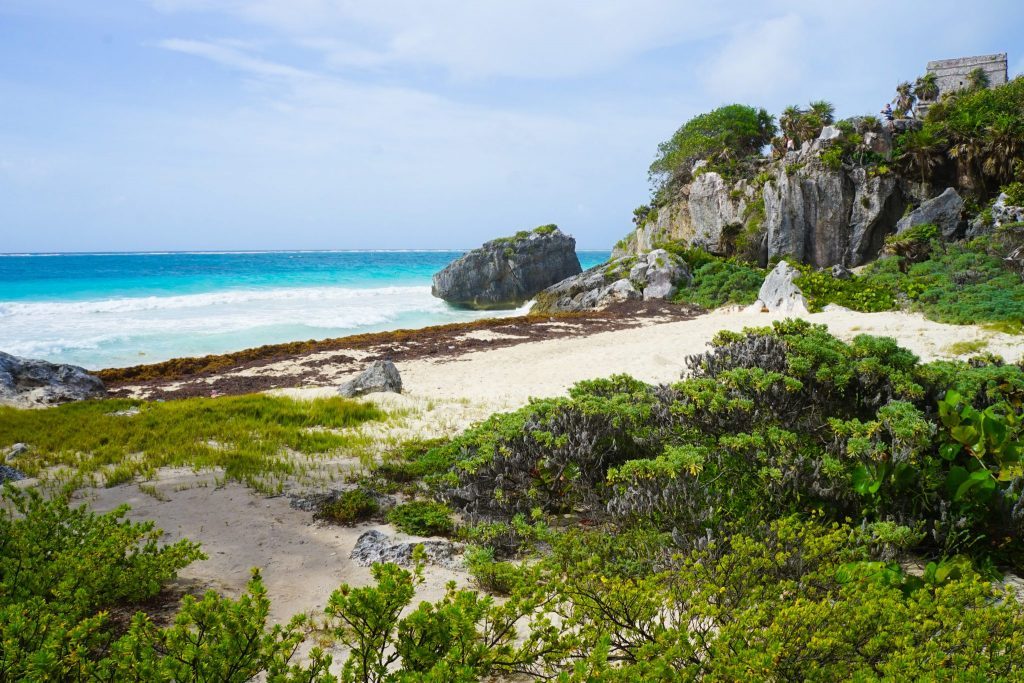 tulum swim with whale sharks | are there sharks in tulum