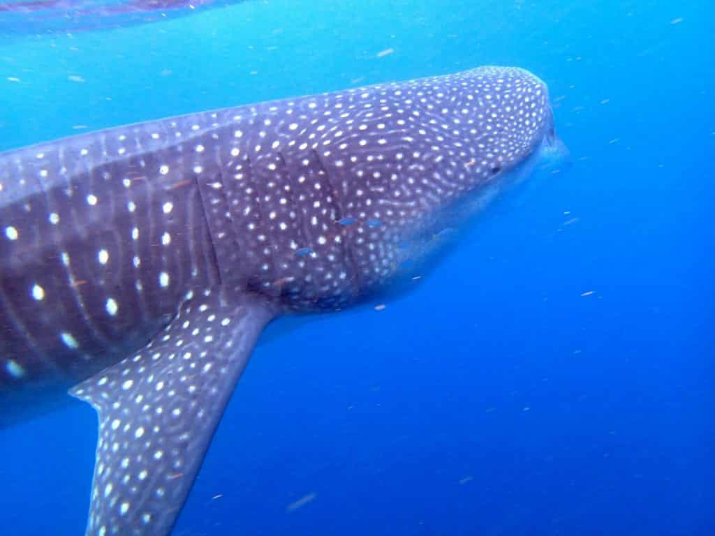 swimming with whale sharks cancun