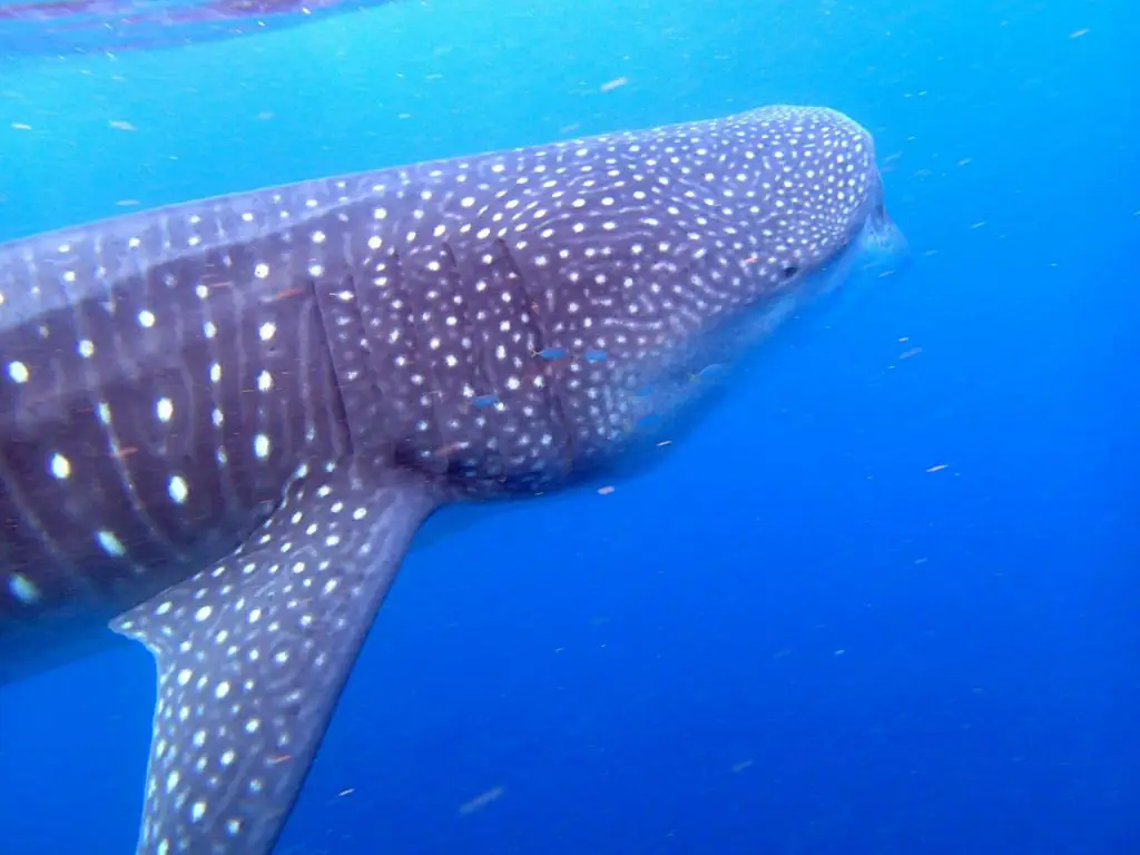 swimming with whale sharks cancun
