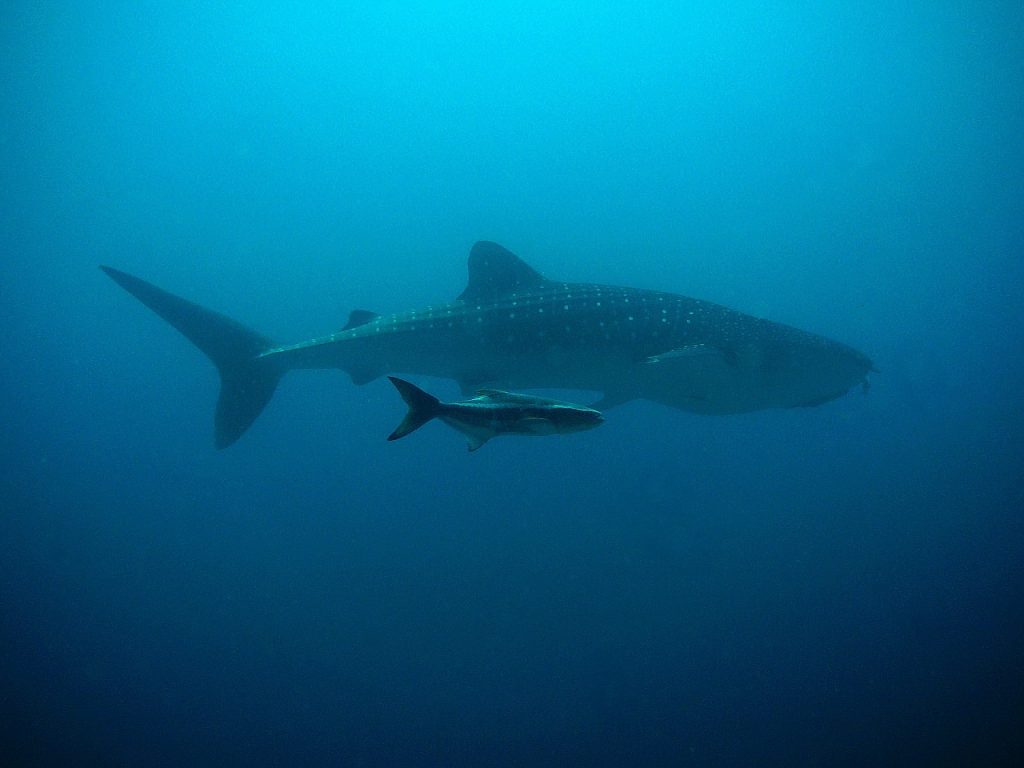  whale sharks cancun / cancun whale shark tours / simma med whale sharks cancun / whale shark snorkel cancun / seasons tours cancun