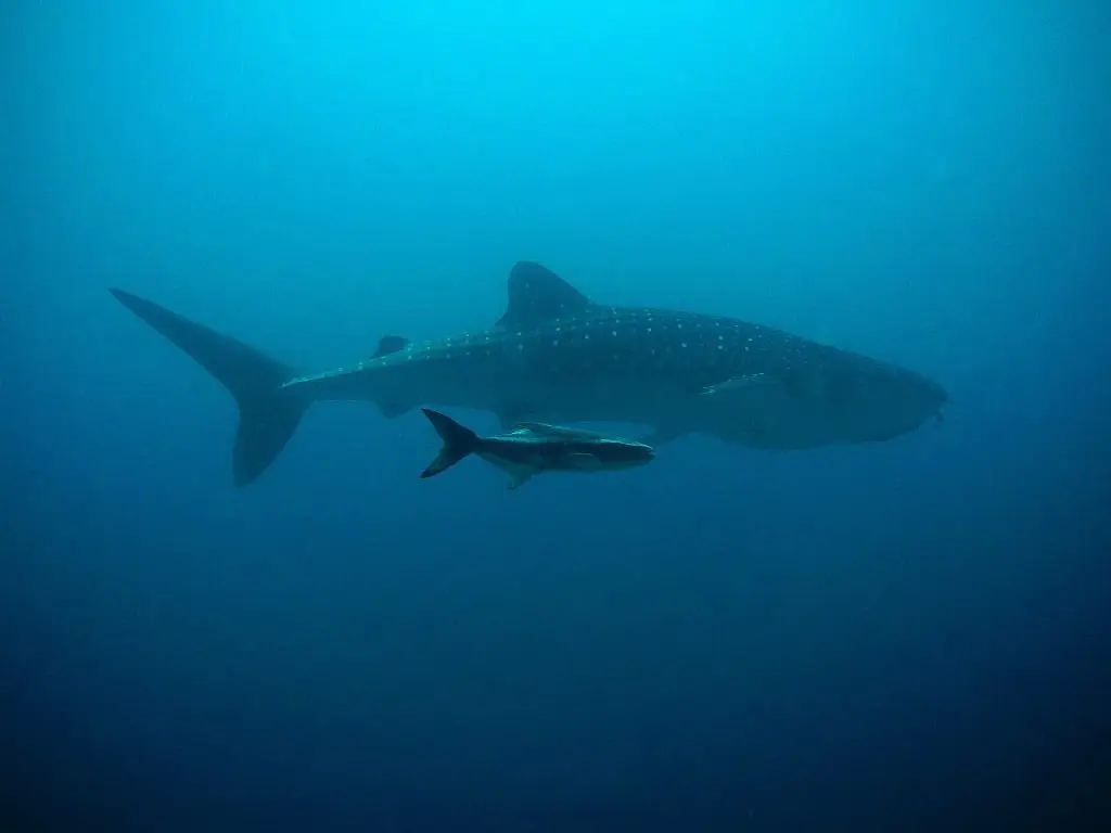 snorkeling with whale sharks cancun