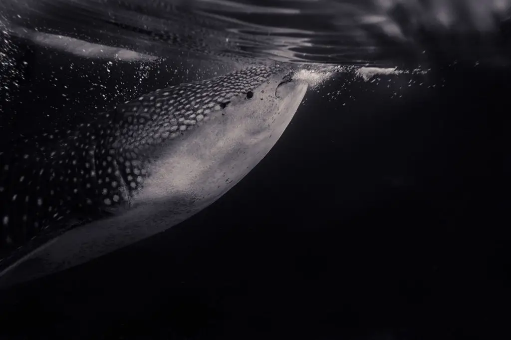 swimming with whale sharks