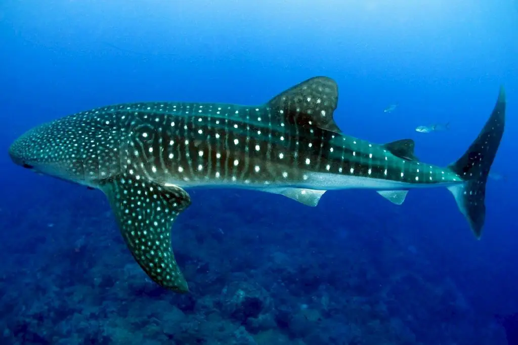 whale shark snorkeling cancun