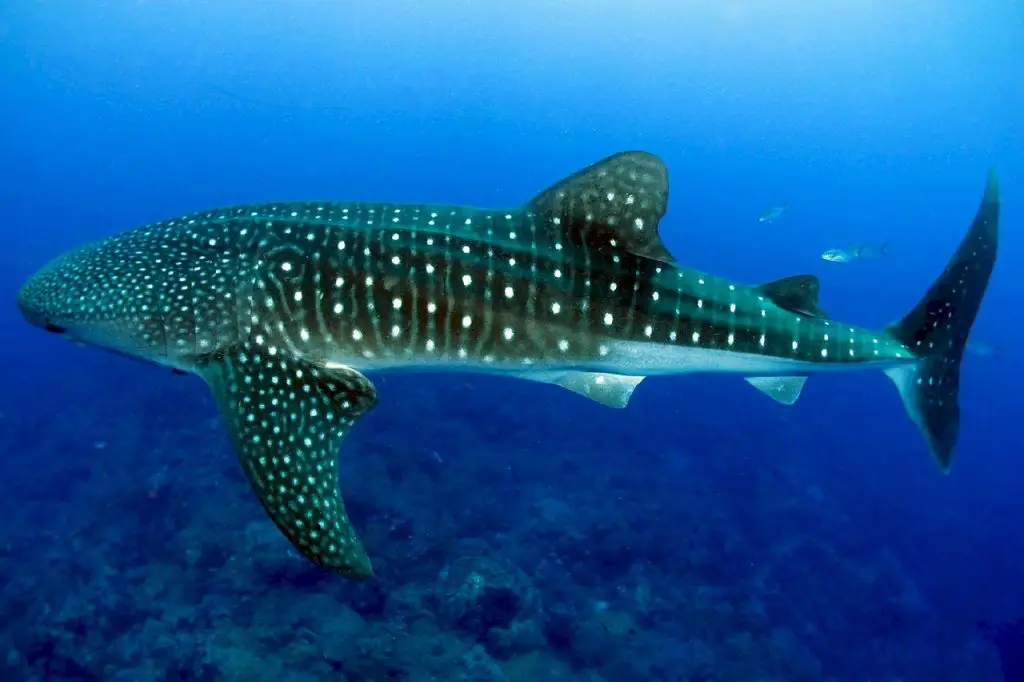 whale sharks cancun | cancun whale shark tours | swim with whale sharks cancun | whale shark season cancun | whale shark snorkeling cancun | seasons tours cancun