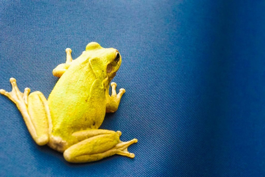 Mexico Yellow Frog