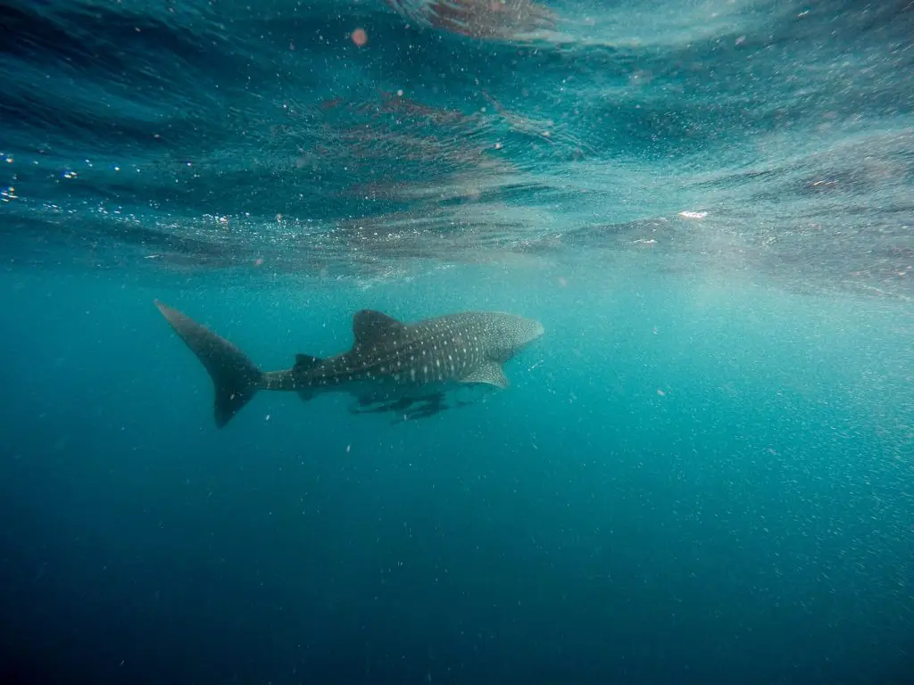 swim with whale sharks playa del carmen