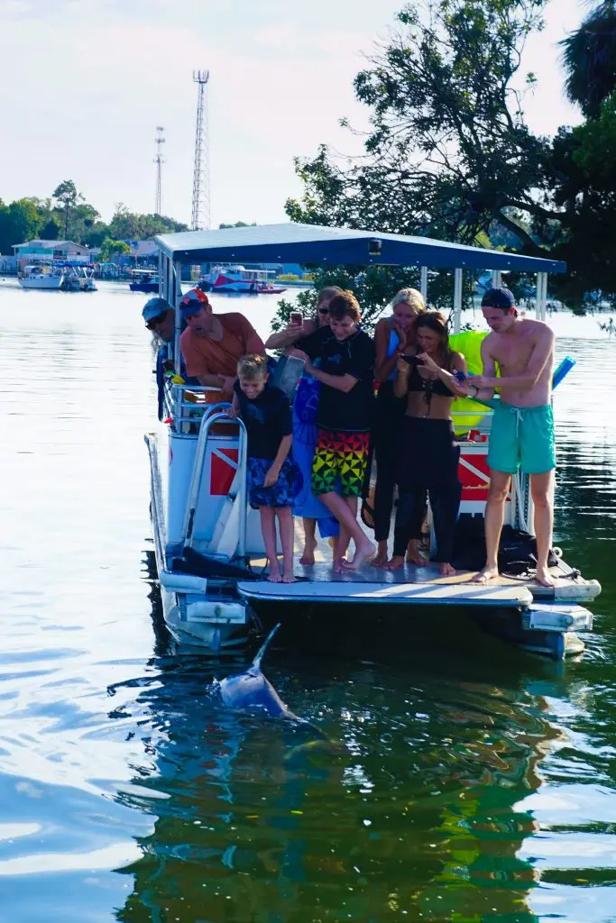 swim with manatees florida