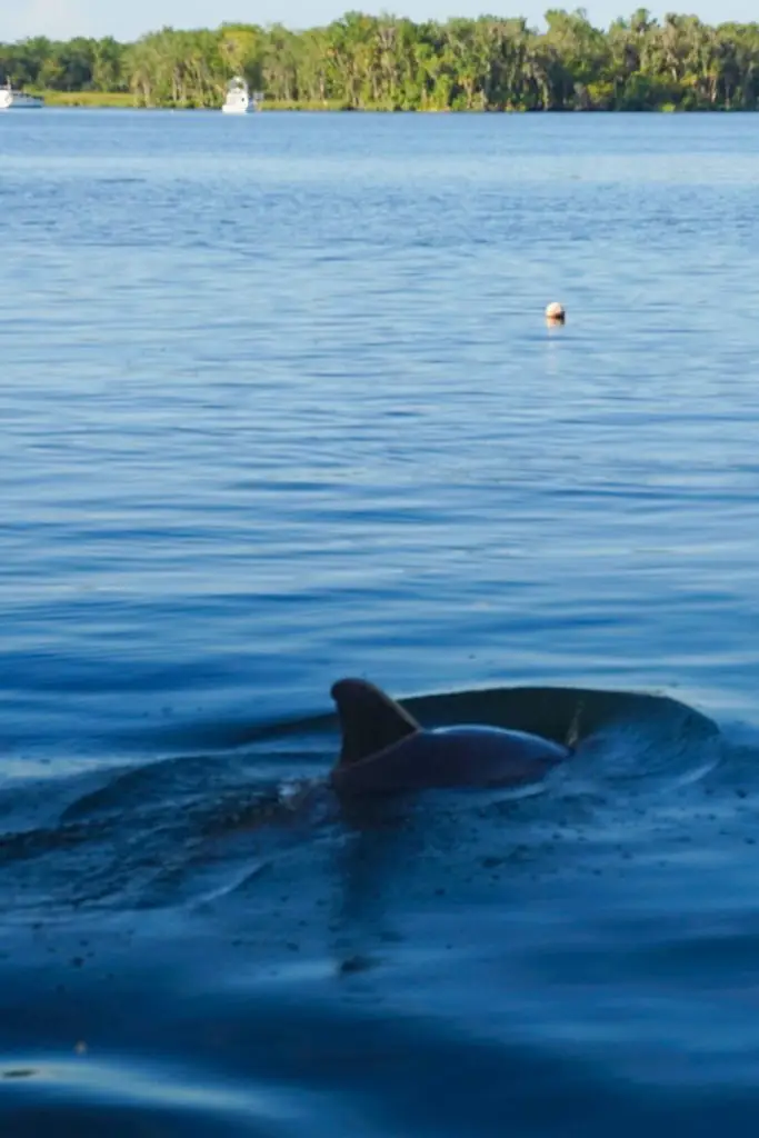 swim with manatees florida