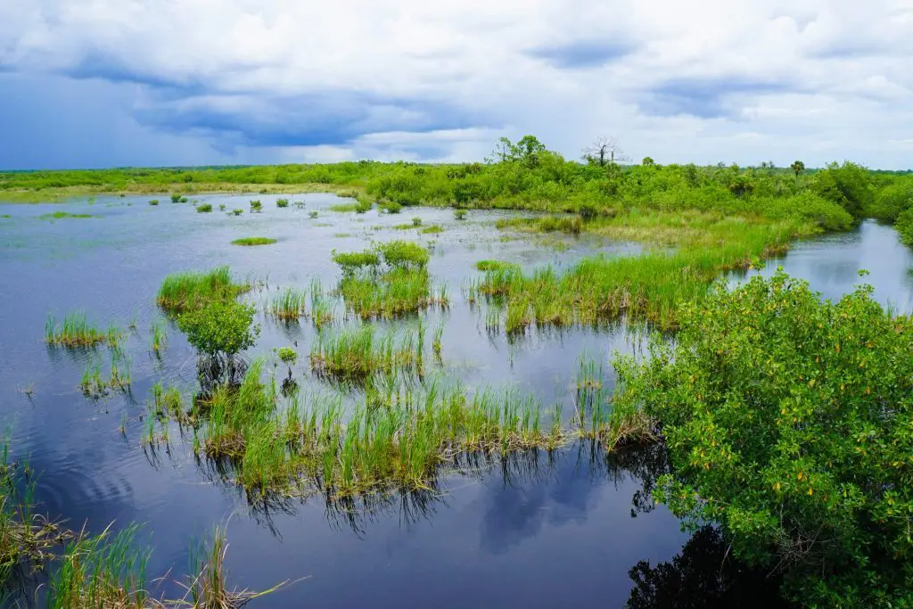 Everglades UNESCO World Heritage Sites in the USA