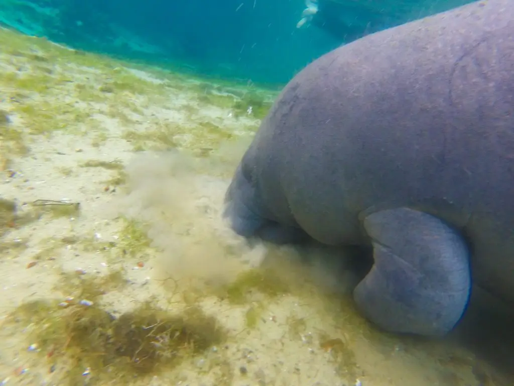 where to swim with manatees in florida