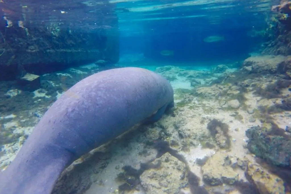 Where to Swim with Manatees in Florida Without Breaking the Law!