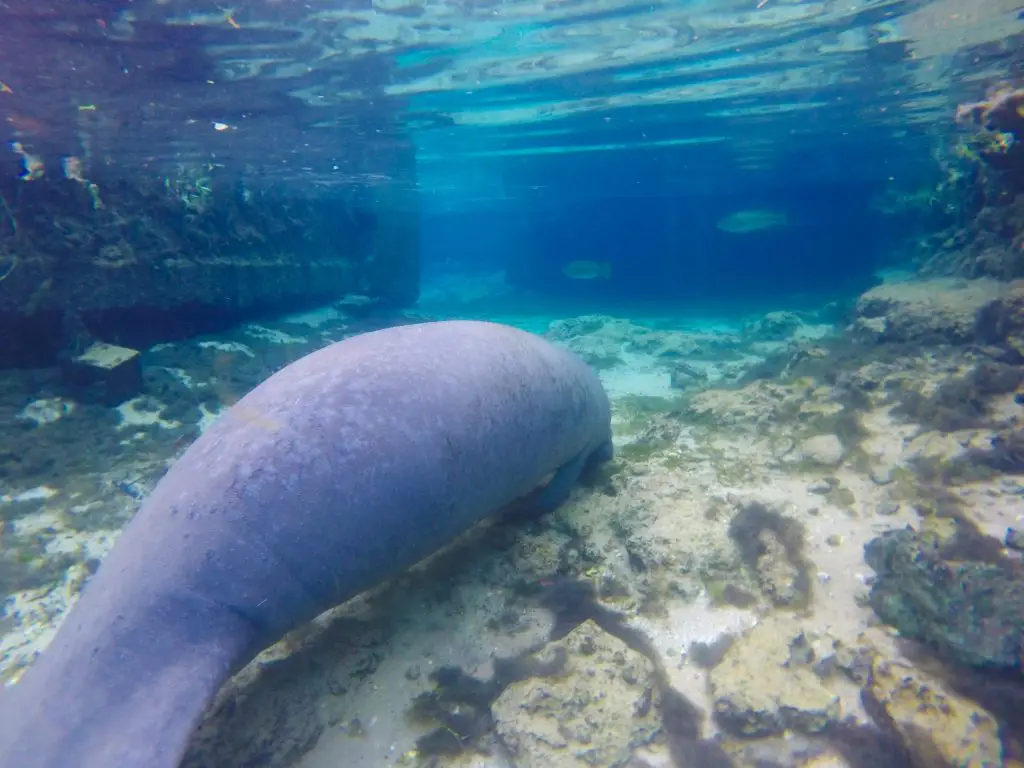 Things To Do in Florida - swim with manatees crystal river national parks in florida