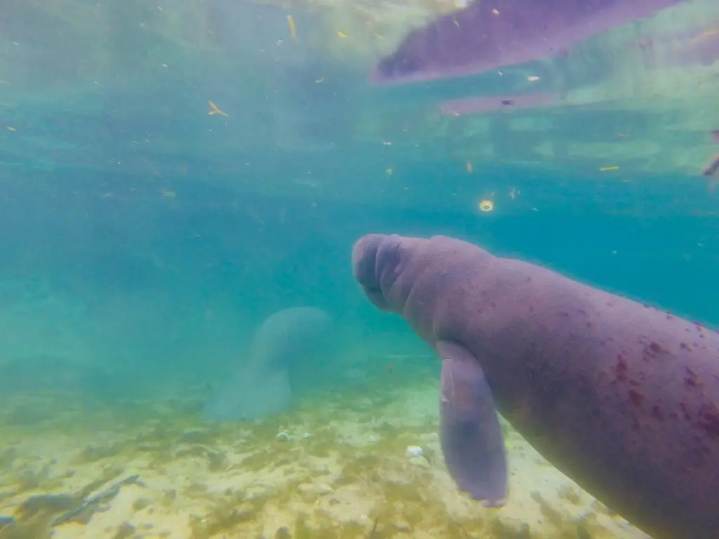 best time to swim with manatees in florida