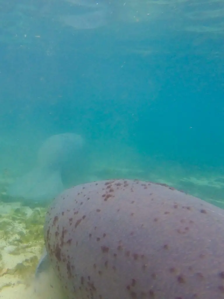 where to swim with manatees in florida