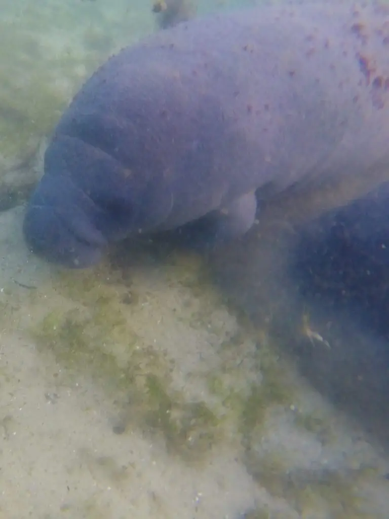 where to swim with manatees in florida