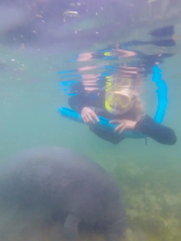 where to swim with manatees in florida