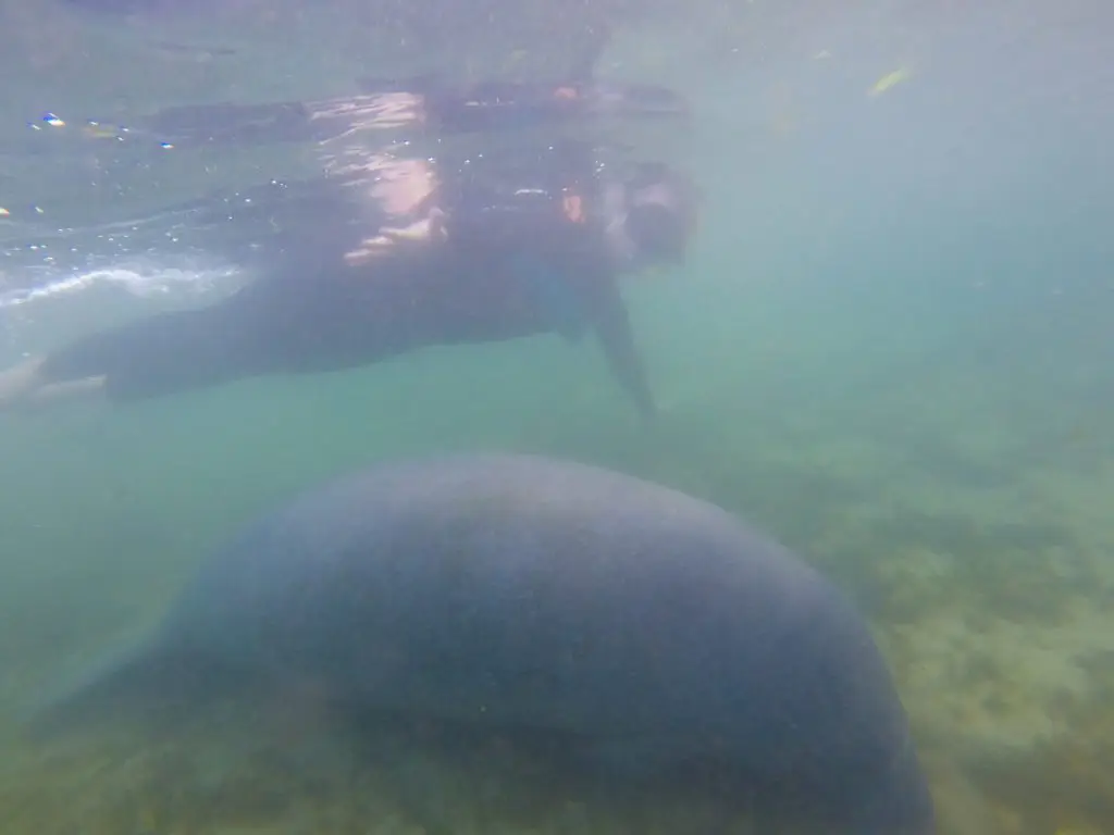 best time to swim with manatees in florida