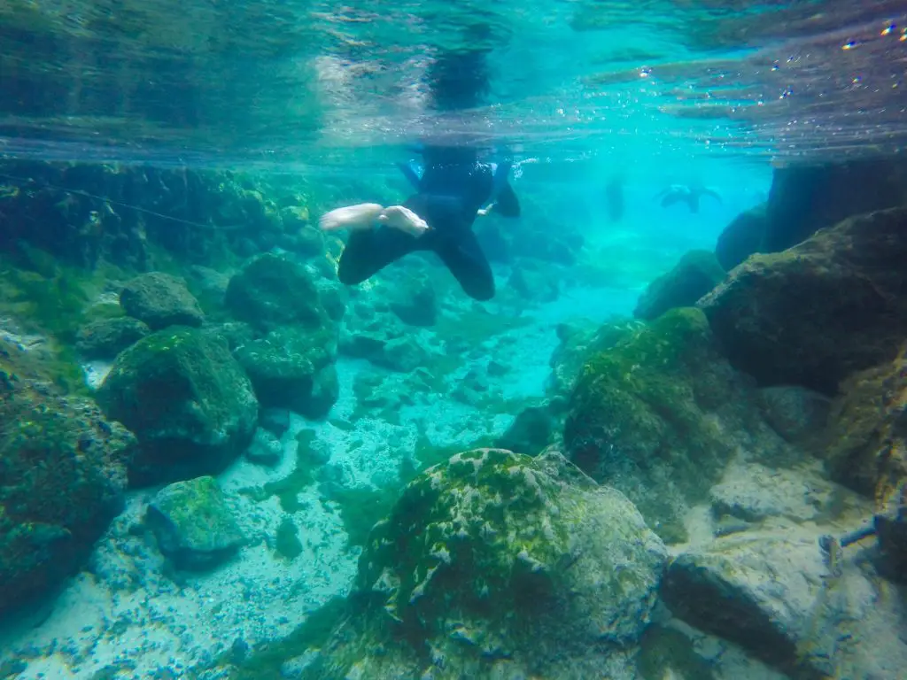 swimming with manatees florida