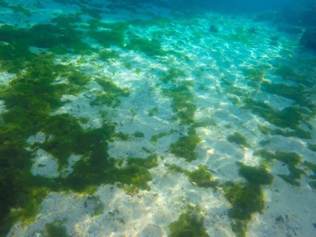 swimming with manatees florida