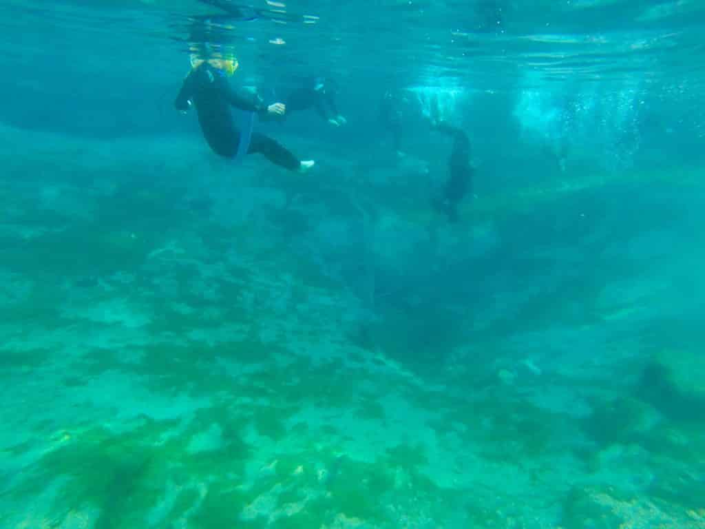 swimming with manatees florida