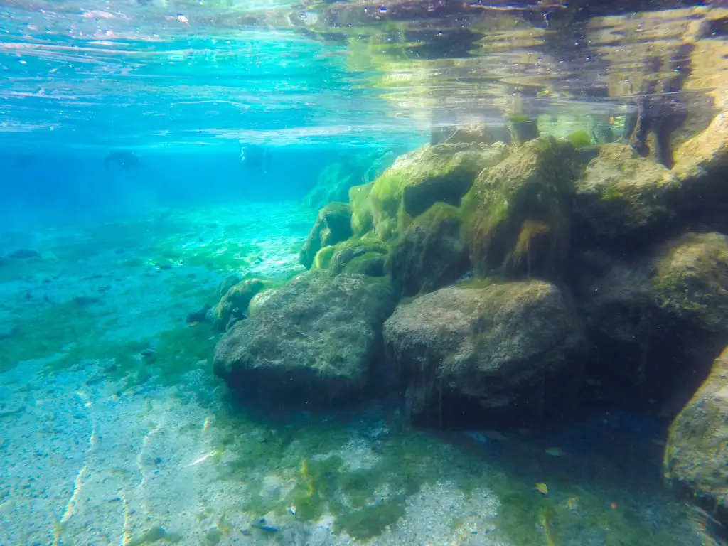 best time to swim with manatees in florida