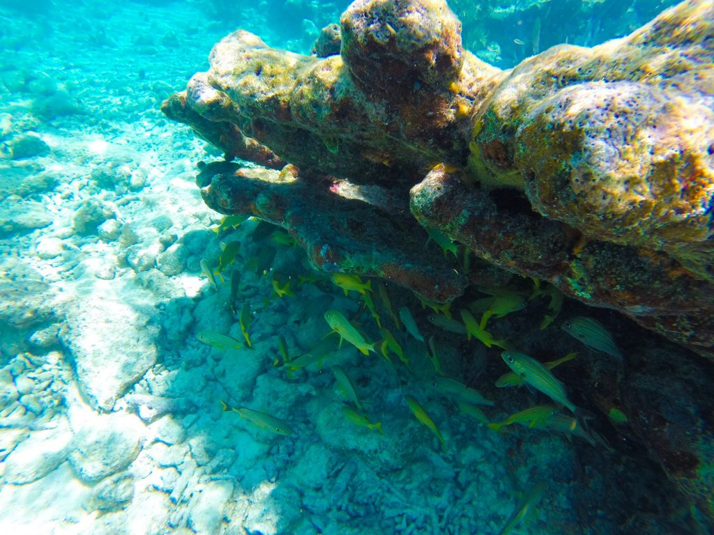 key west snorkeling tours