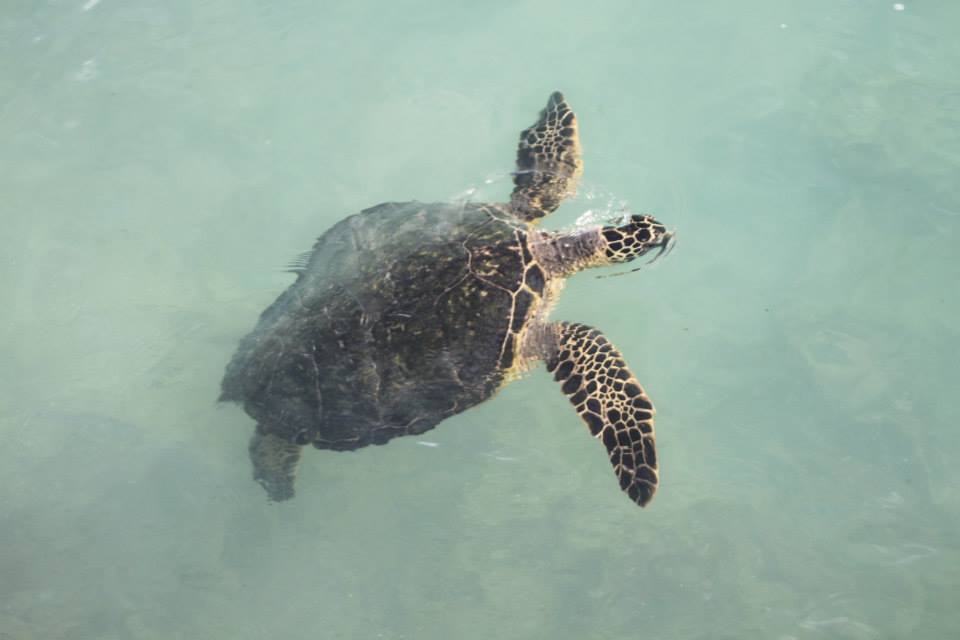Best way to see hawaii with turtles.