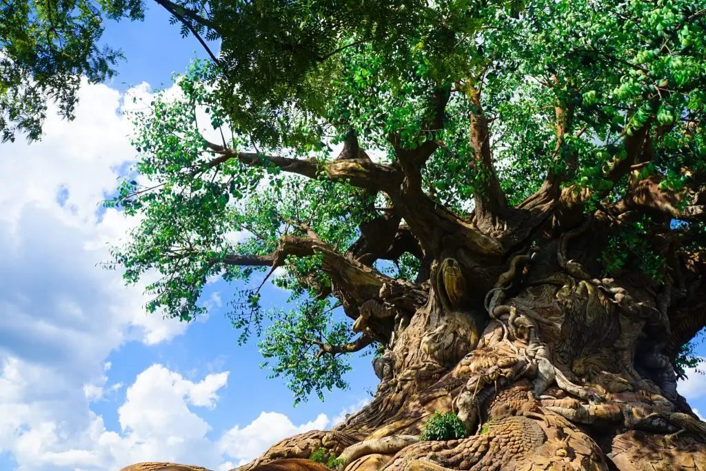 Which Disney World Park is Best? - Animal Kingdom?