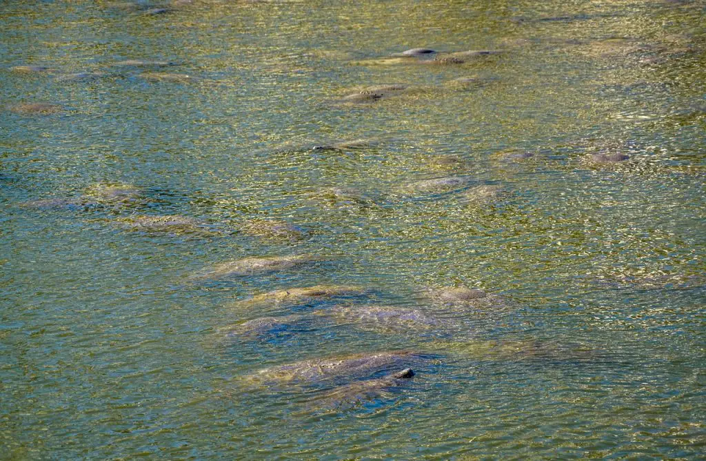 is it illegal to touch a manatee in florida