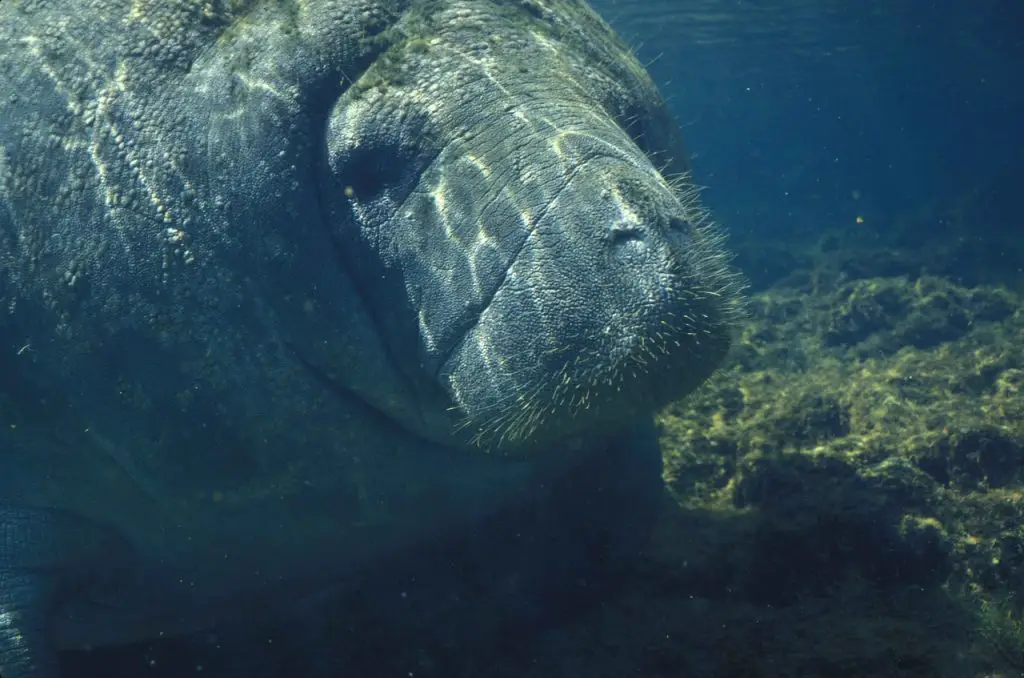 best time to swim with manatees in florida