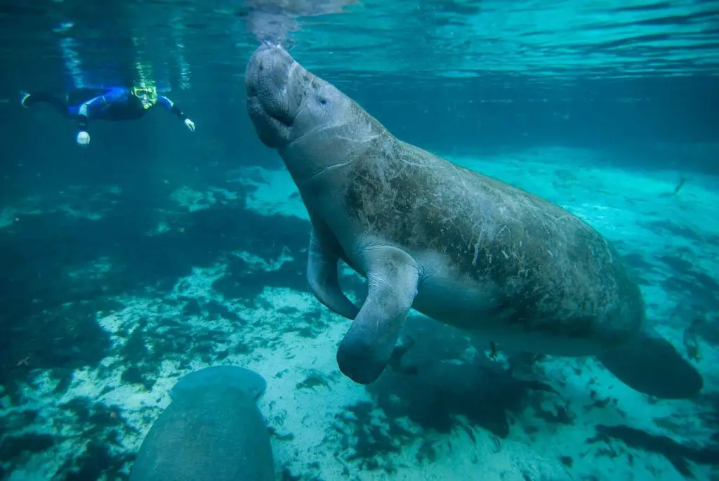 is it illegal to touch a manatee in florida