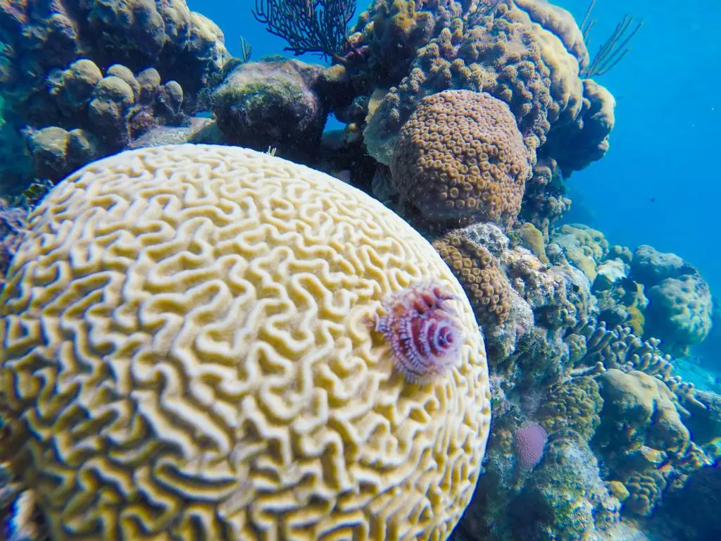 Best Snorkelling in Cuba - Bay of Pigs