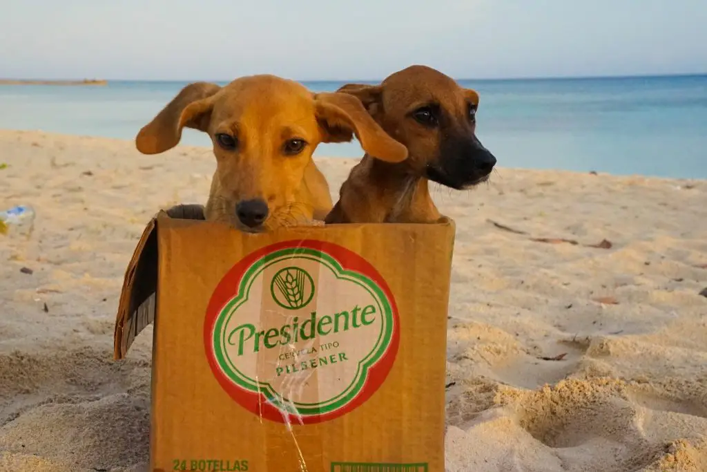 street dogs cuba