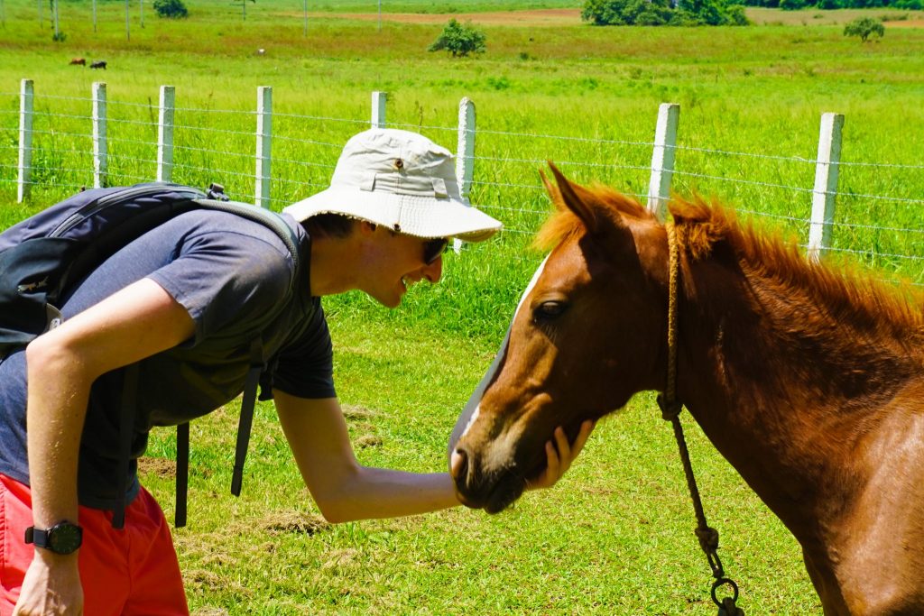 Cuba horse